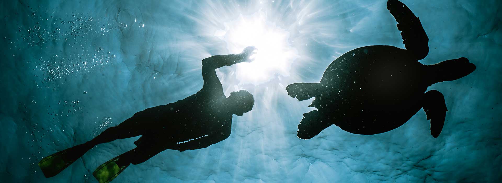 Swimming diver following turtle